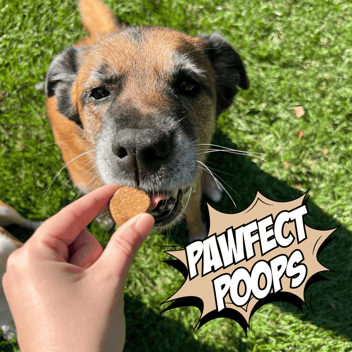Chippin Crunchy Dog Biscuit Bundle - 4-Pack