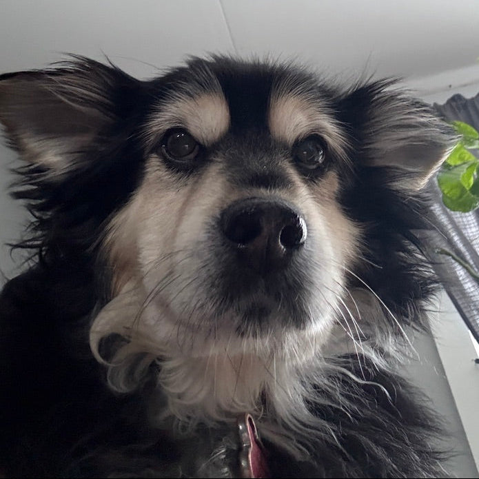 Close-up of a black and tan dog looking directly at the camera.