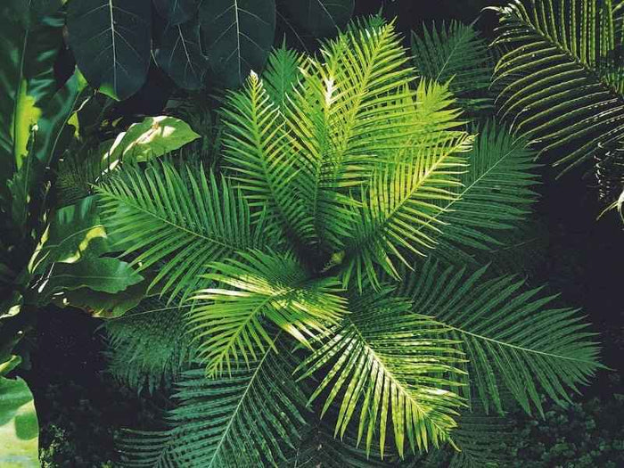 Bergamot & Wild Fern — 1 oz Sample