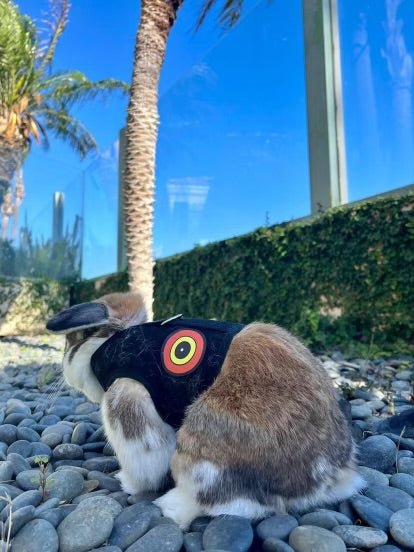 Bunny Holster Rabbit Harness (Made in USA) Predator Eyes