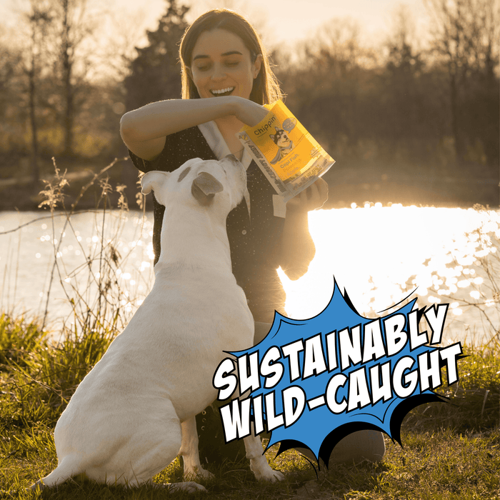 Chippin Chippin Protein Starter Pack - 3 Sustainable Dog Treats