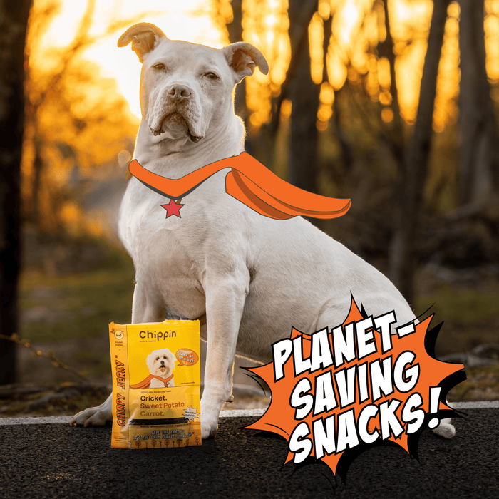 Chippin Chippin Protein Starter Pack - 3 Sustainable Dog Treats