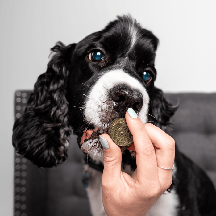 Chippin Chippin Protein Starter Pack - 3 Sustainable Dog Treats