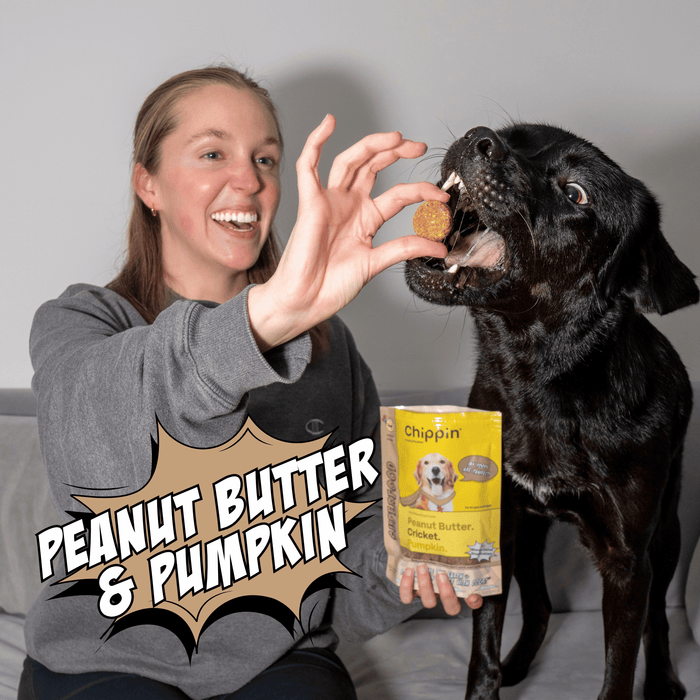Chippin Crunchy Dog Biscuit Bundle - 4-Pack