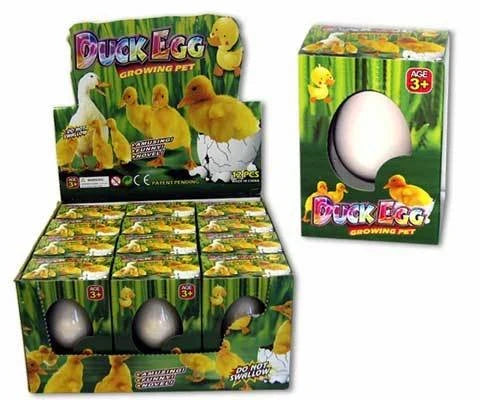 Growing Pet Duck Egg