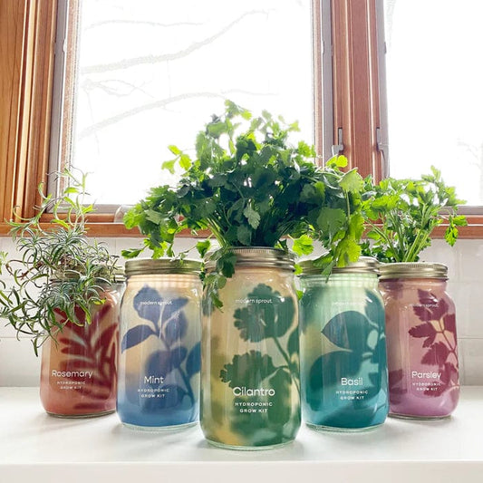 Herb Jar and Hydroponic Grow Kit
