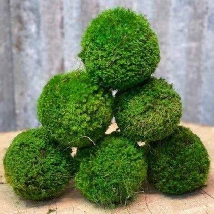 Moss Ball - Olita Gifts & Goods