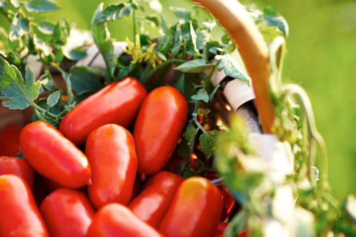 San Marzano Tomatoes | Zia Pia